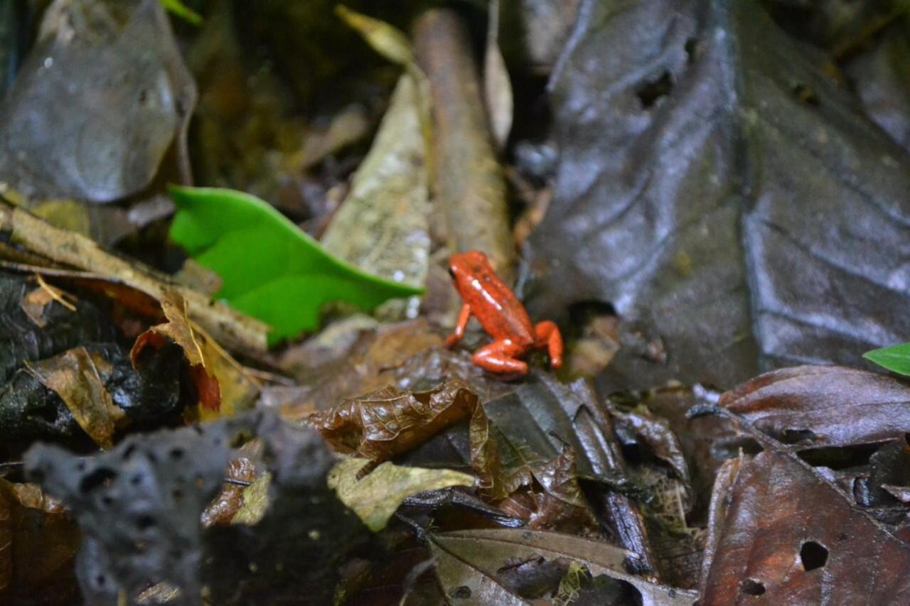 Hotel Cahuita Kültér fotó